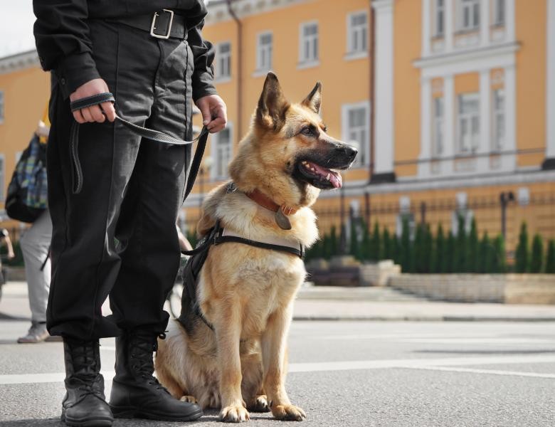 Este oficial! Animalele de serviciu vor beneficia de îngrijire pe viață