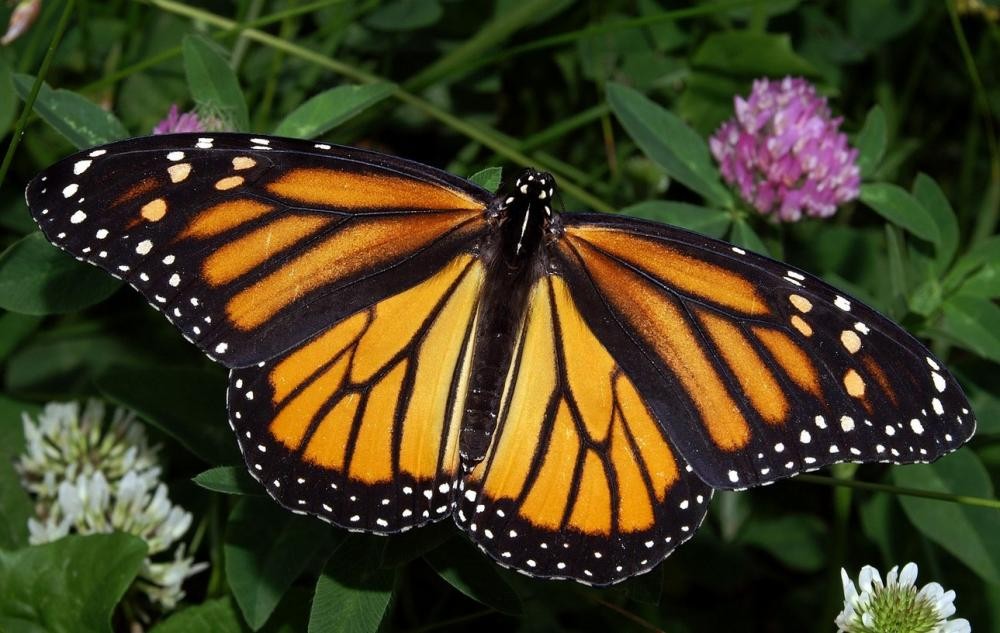 ”Apocalipsa insectelor”. 400.000 de insecte ar putea să dispară în viitorul apropiat