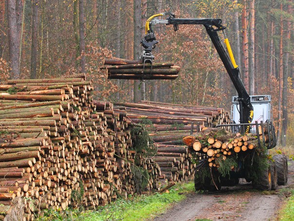 România pierde în fiecare oră peste 3 hectare de pădure
