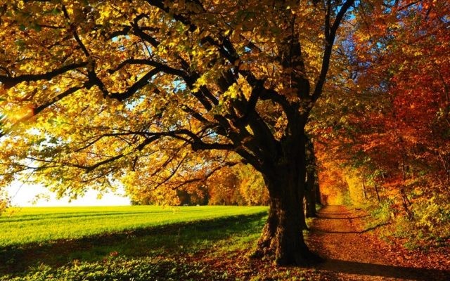 Anul 2019, cel mai călduros an de când se fac măsurători în România