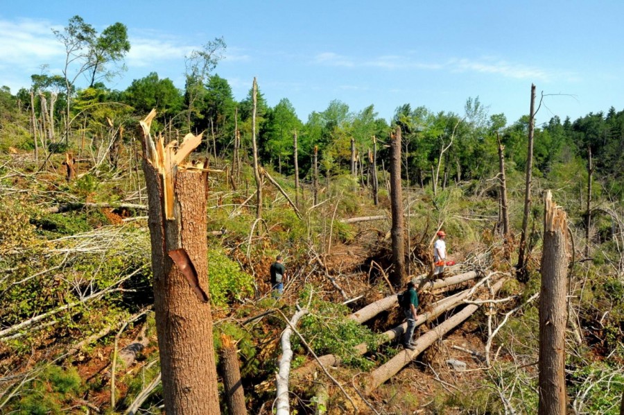 Aproape 10.000 de hectare de păduri, distruse de fenomenele meteo extreme de la începutul acestei luni
