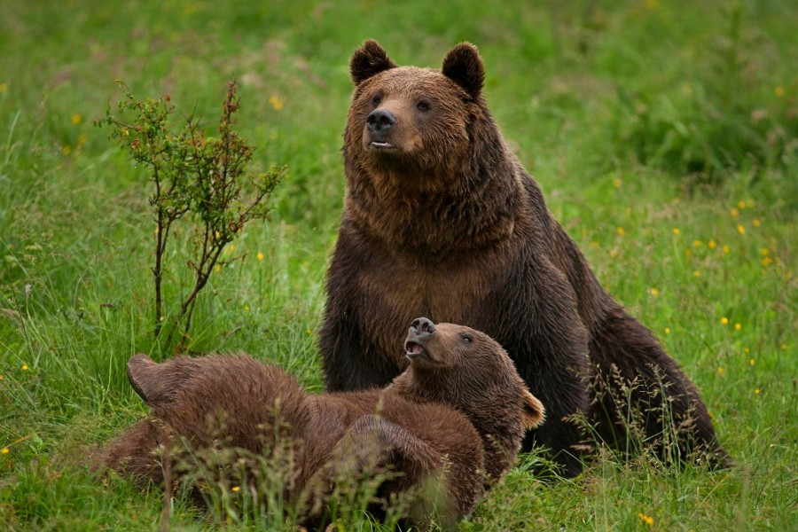 Un nou sanctuar pentru urși, la Brașov. Proiectul va fi depus în cursul acestei luni
