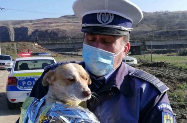 Poliția Animalelor. Peste 16 persoane pe un loc pentru posturile de polițist scoase la concurs