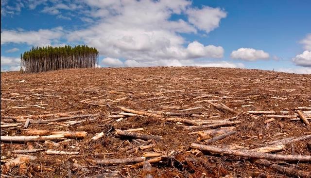 Peste 43 de milioane de hectare de pădure, defrișate la nivel mondial între 2004 și 2017