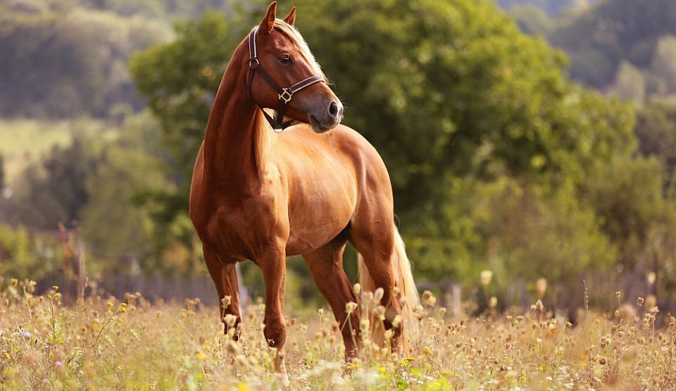 Astăzi este Ziua internaţională a animalelor