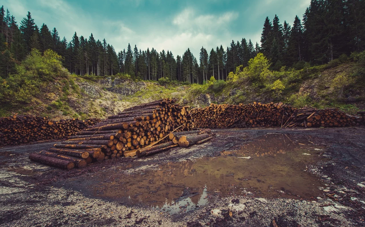 În ultimul deceniu, 4,7 milioane de hectare de pădure au fost defrișate anual pe glob