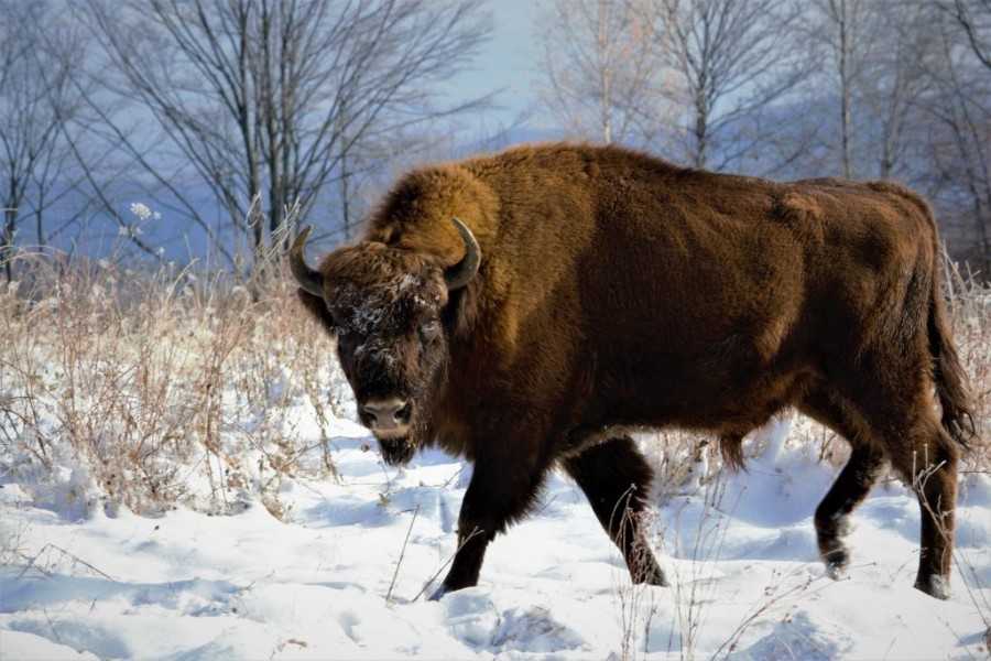 Veste bună pentru România. După o absență de 200 de ani, bizonii se întorc în țara noastră