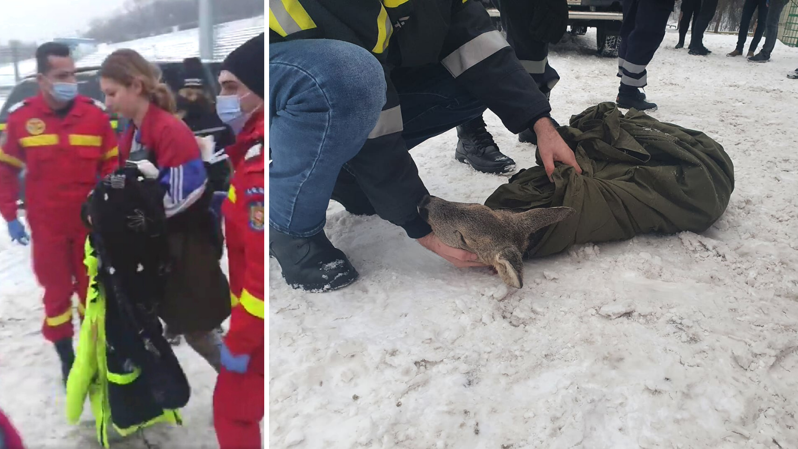 Gestul care ne dă încredere! O tânără sportivă a sărit în apele înghețate ale râului Bistrița și a salvat un pui de căprioară