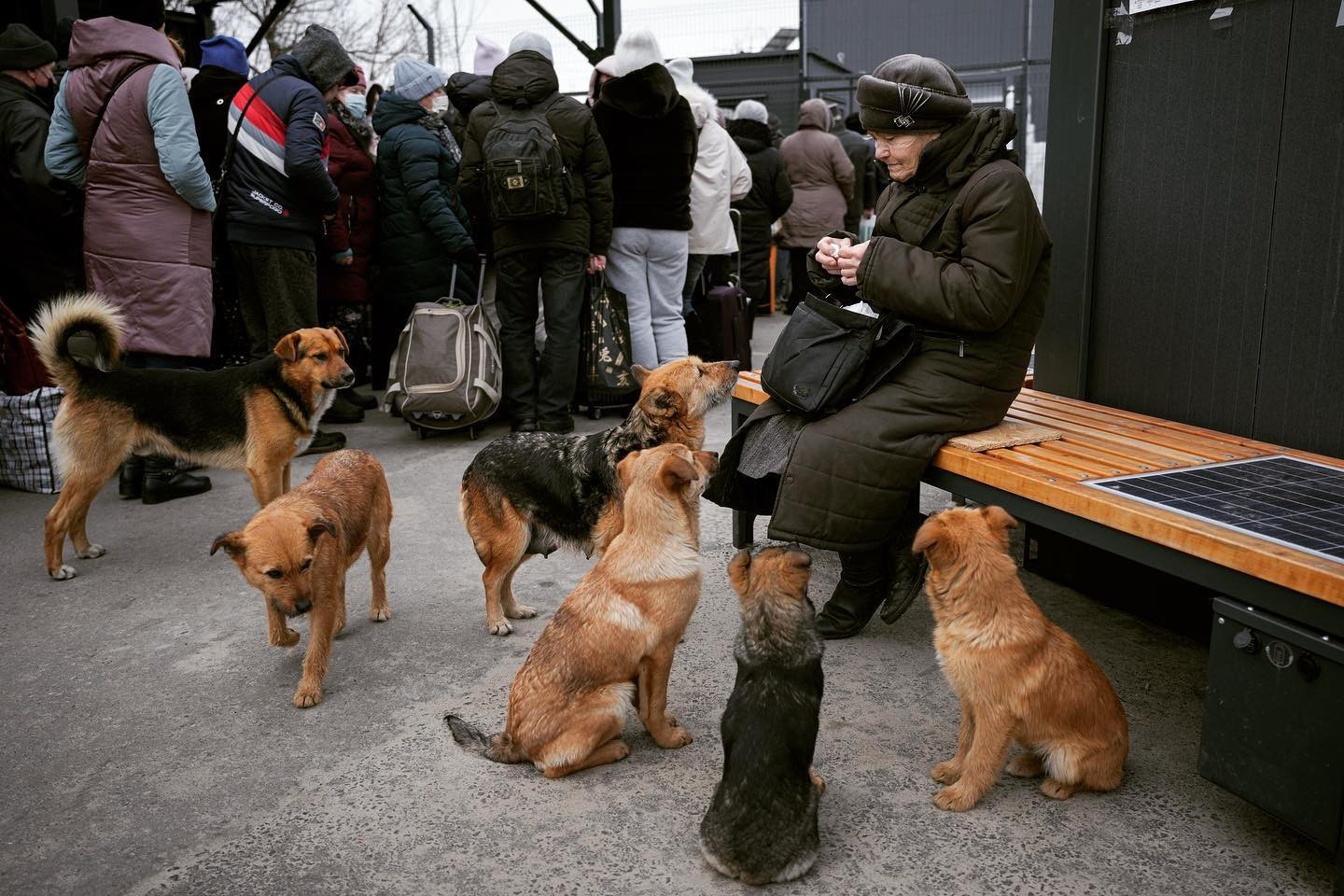Derogări pentru intrarea pe teritoriul României a animalelor de companie din Ucraina