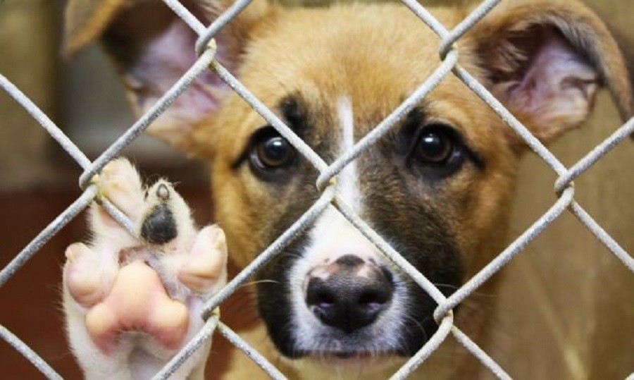 Pedepse de până la 7 ani de închisoare pentru cei care ucid sau schingiuiesc animale