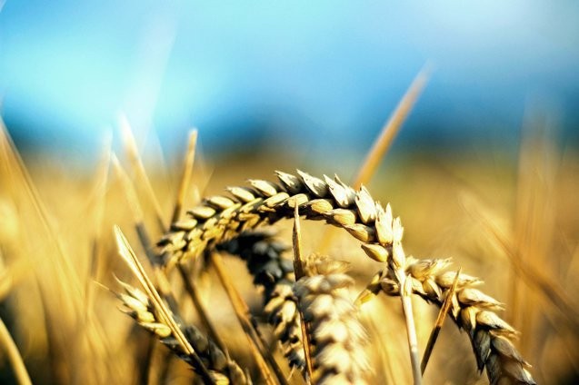 Ucraina vrea să majoreze exporturile de cereale