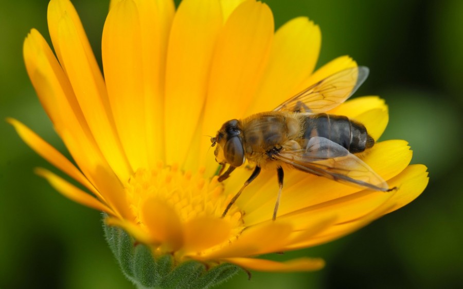Ziua mondială a albinelor este marcată în fiecare an la 20 mai