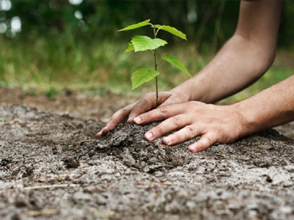 Peste 19 milioane de puieți forestieri plantați de Romsilva în campania de împăduriri de primăvară