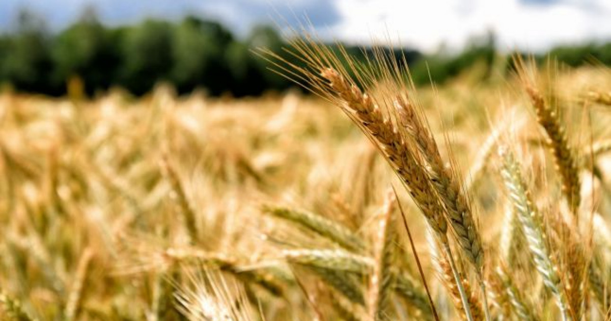 Producţie de grâu bună la Arad, în condiţiile secetei pronunţate: o medie de 5.150 kilograme la hectar