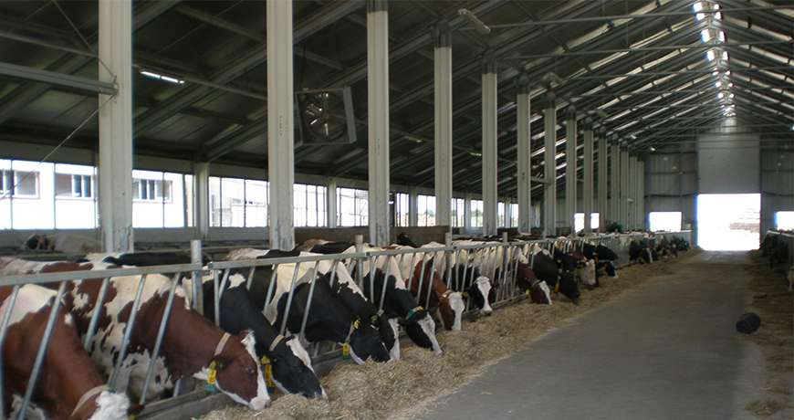 Credite cu garanția statului pentru fermierii din sectorul zootehnic
