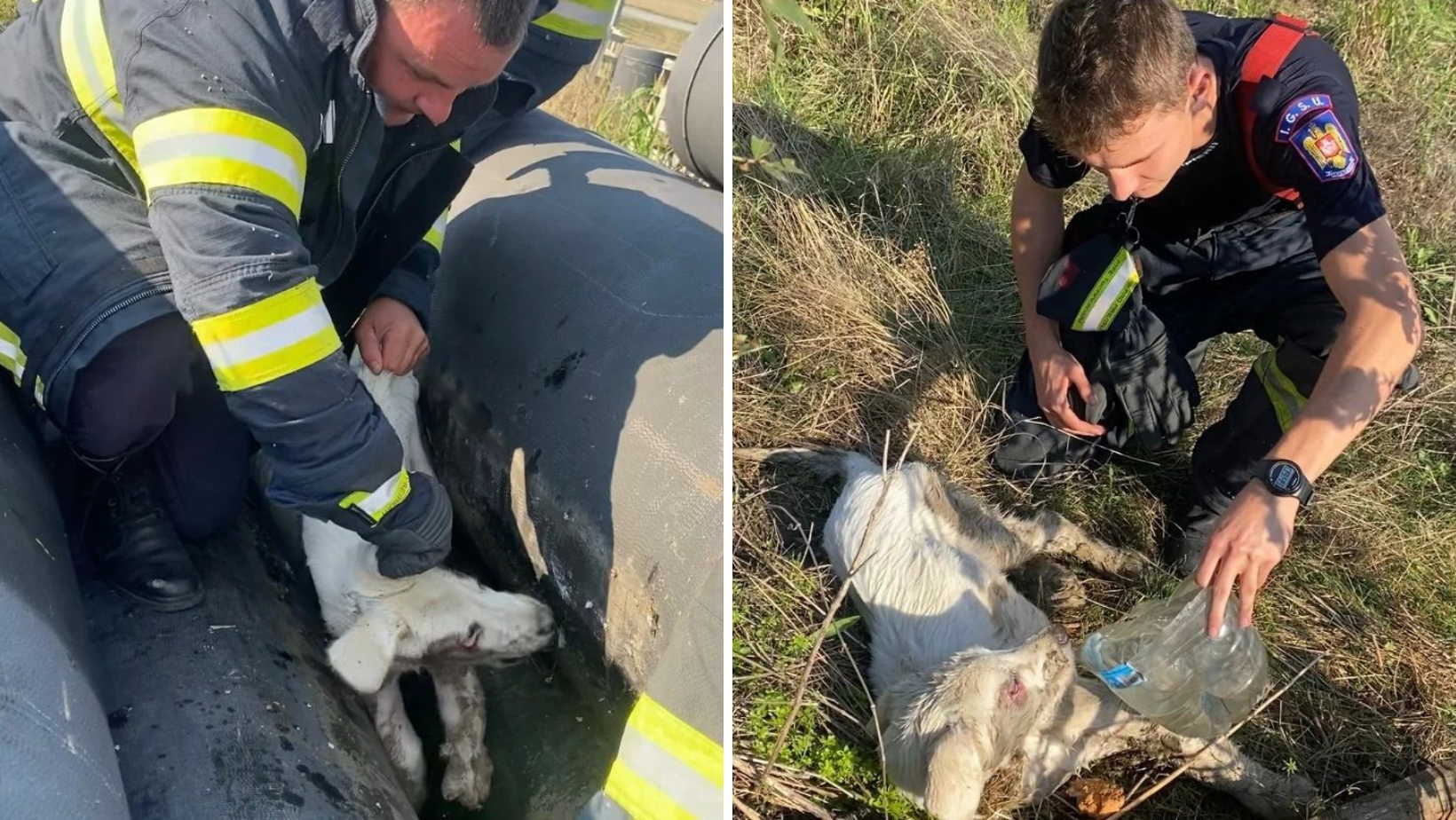 Orice viață contează. Un cățel căzut între țevi de canalizare, salvat de pompierii arădeni