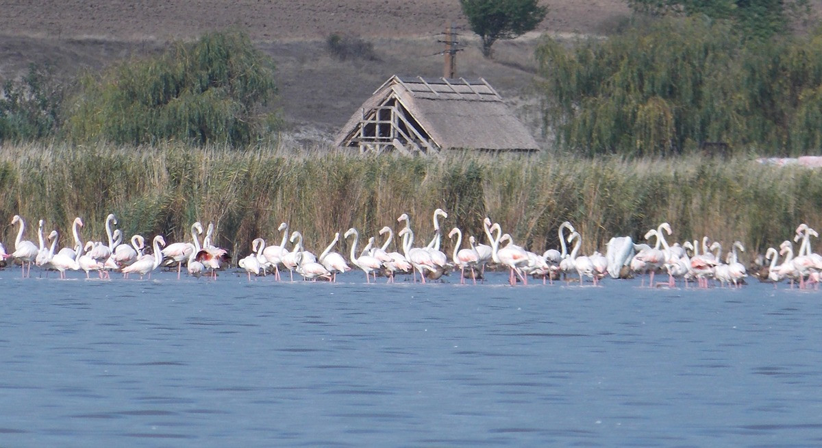 Sute de păsări flamingo, surprinse în apropiere de Jurilovca
