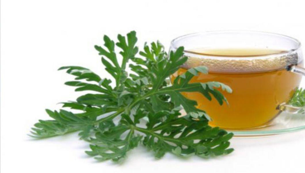 Beneficiile și contraindicațiile ceaiului de peliniță