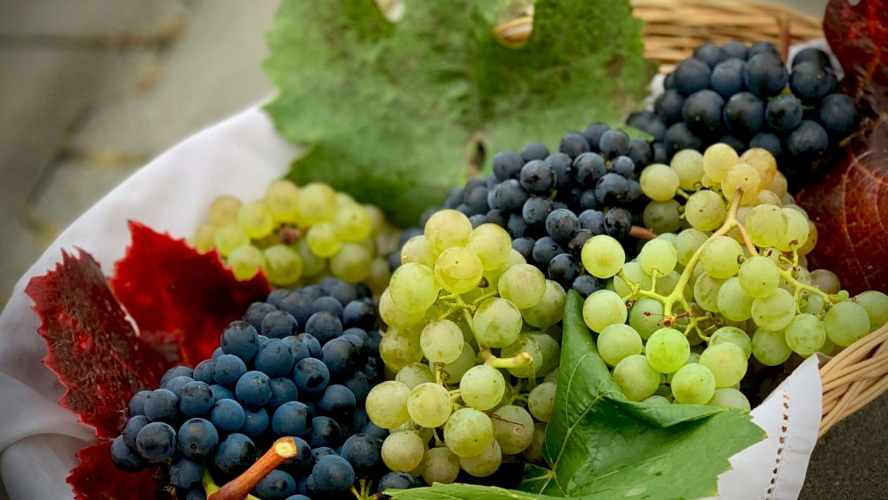 Strugurele, fructul care „vindecă”
