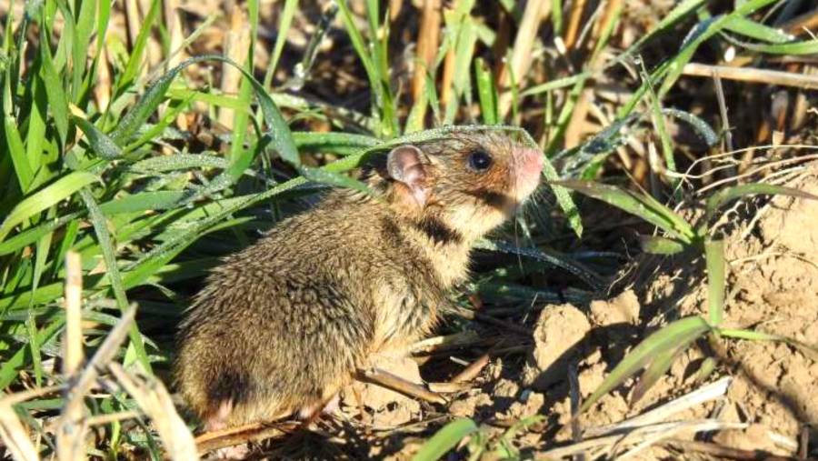 Hamsteri româneşti, descoperiţi în Deltă pentru prima dată în ultimii trei ani