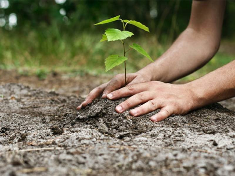 Romsilva va planta aproximativ 3,5 milioane de puieţi forestieri în campania de împăduriri de toamnă
