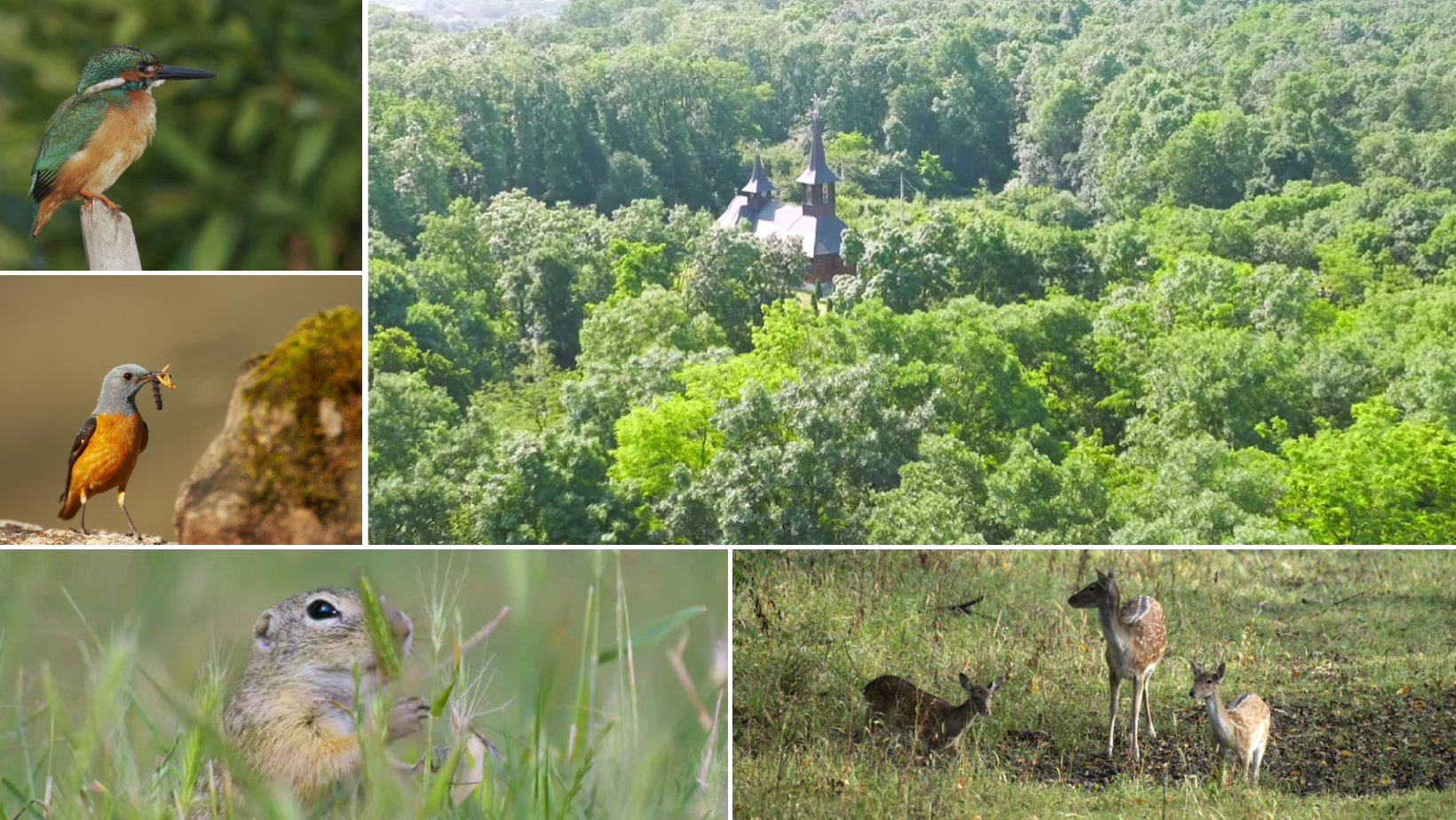 Imagini inedite din Parcul Natural Lunca Mureșului, prezentate într-un film oficial