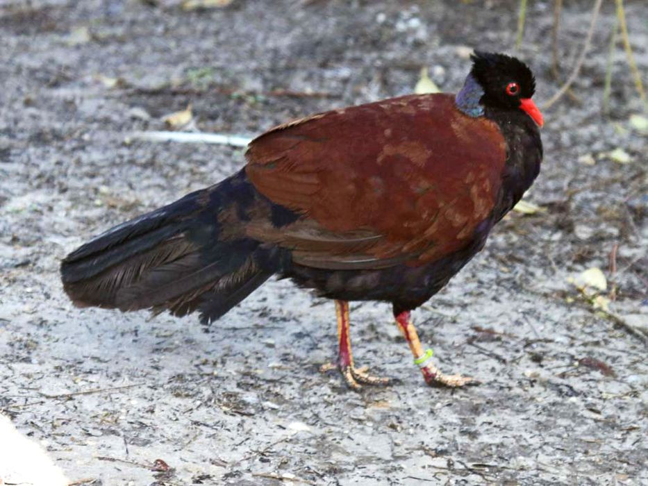 Specie pierdută de porumbel a fost văzută din nou după mai bine de 100 de ani