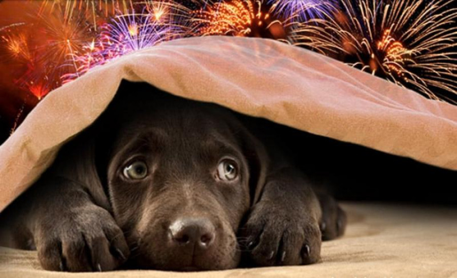Sfaturi pentru protejarea câinilor de zgomotul petardelor şi artificiilor