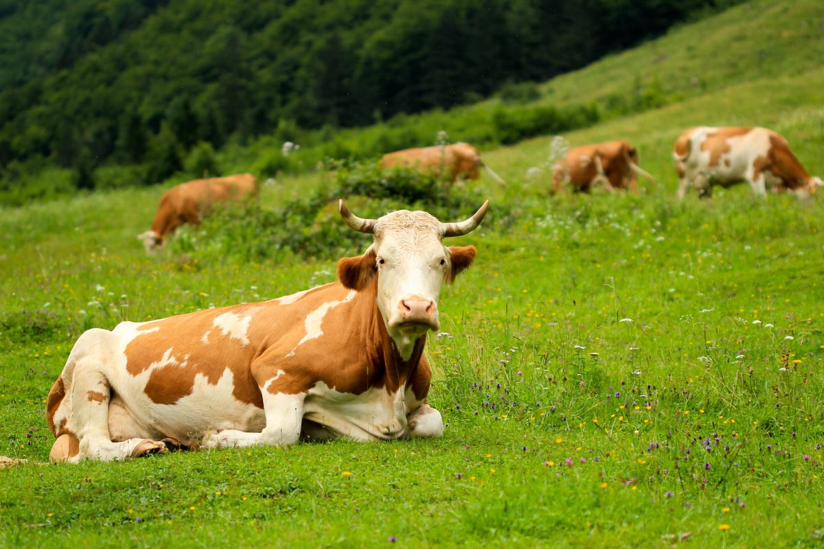 Crescătorii de bovine din România, sprijiniți cu 44 de milioane de euro de Comisia Europeană