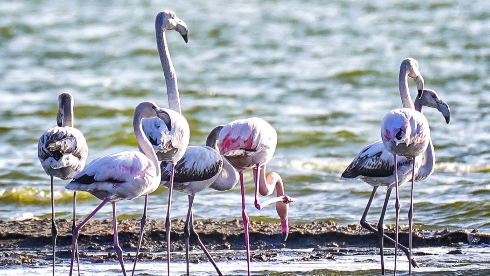 Imagini spectaculoase la malul mării. Zeci de păsări flamingo, observate de pasionații de fotografie și de biologi