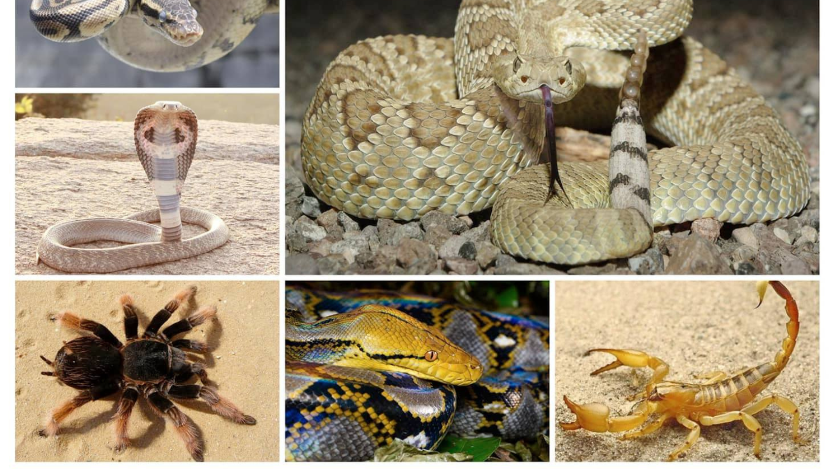 Expoziție spectaculoasă de reptile și insecte vii, la Muzeul de Științe ale Naturii Arad