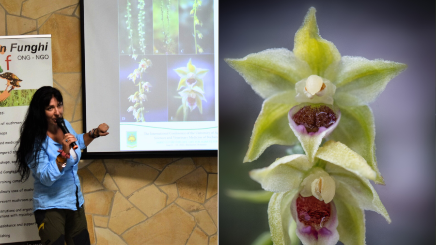 O nouă specie de Orhidee a fost descoperită în Bucegi