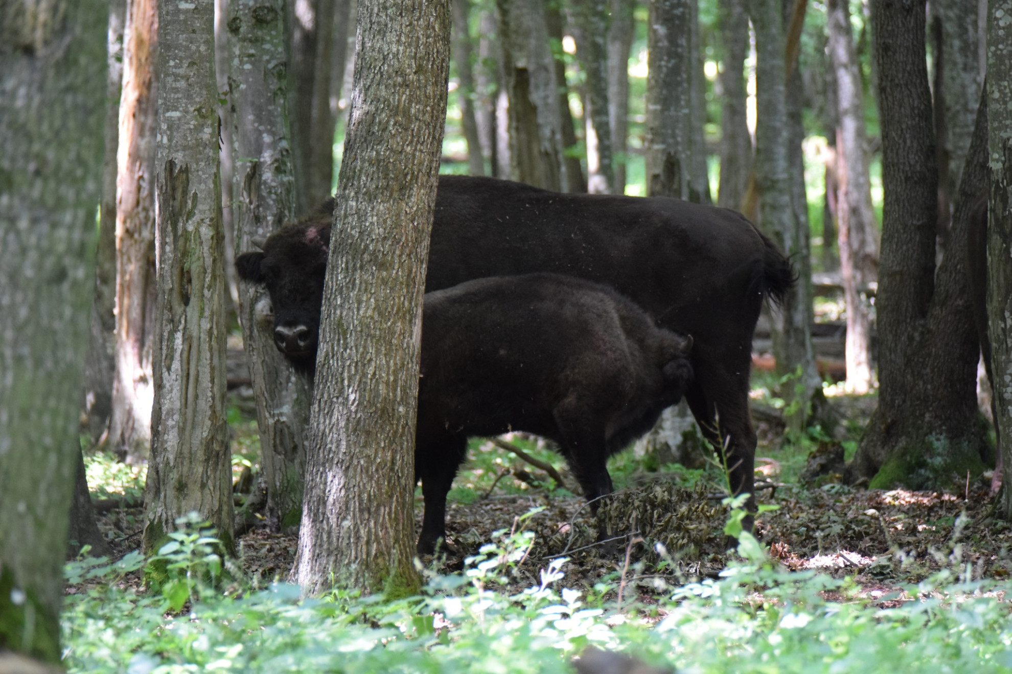 Se caută nume pentru un pui de zimbru din Parcul Natural Vânători Neamț. Regula este foarte clară: să înceapă cu particula ”RO”