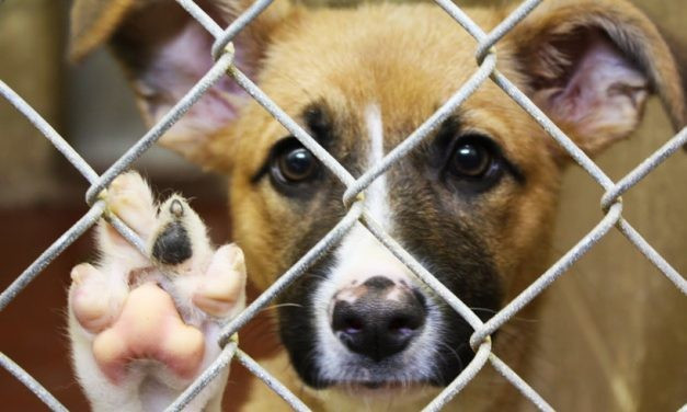 Adoptă, nu cumpăra! Astăzi este Ziua Internațională a Animalelor Fără Stăpân