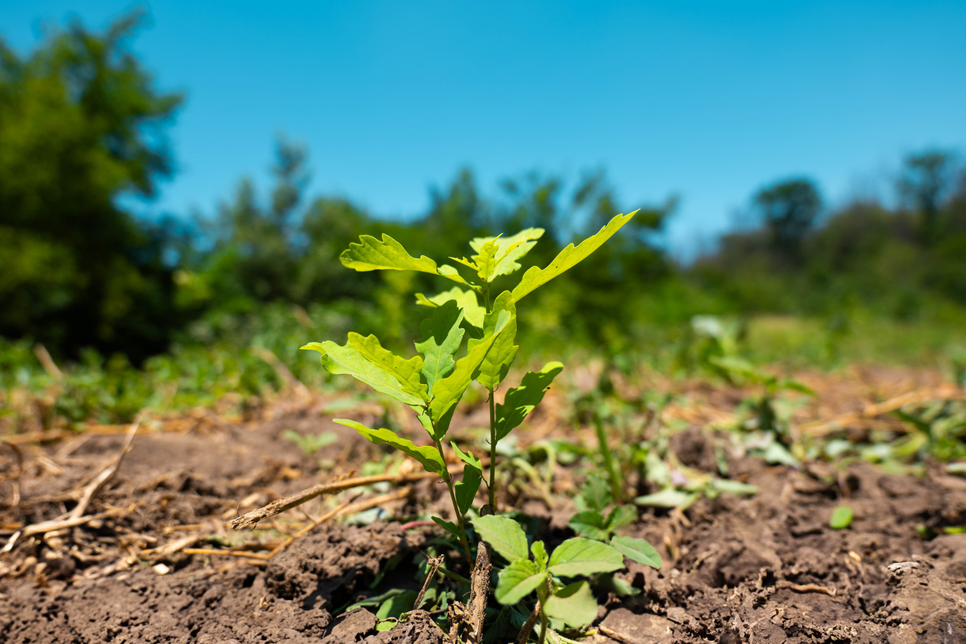 Romsilva a plantat peste 19 milioane de puieți forestieri, în campania de împăduriri  de primăvară