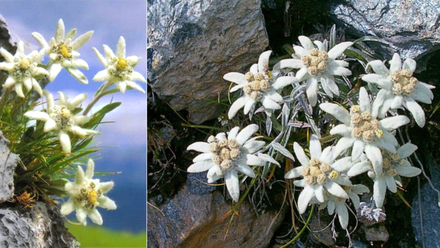 5 martie - Ziua Florii de colţ