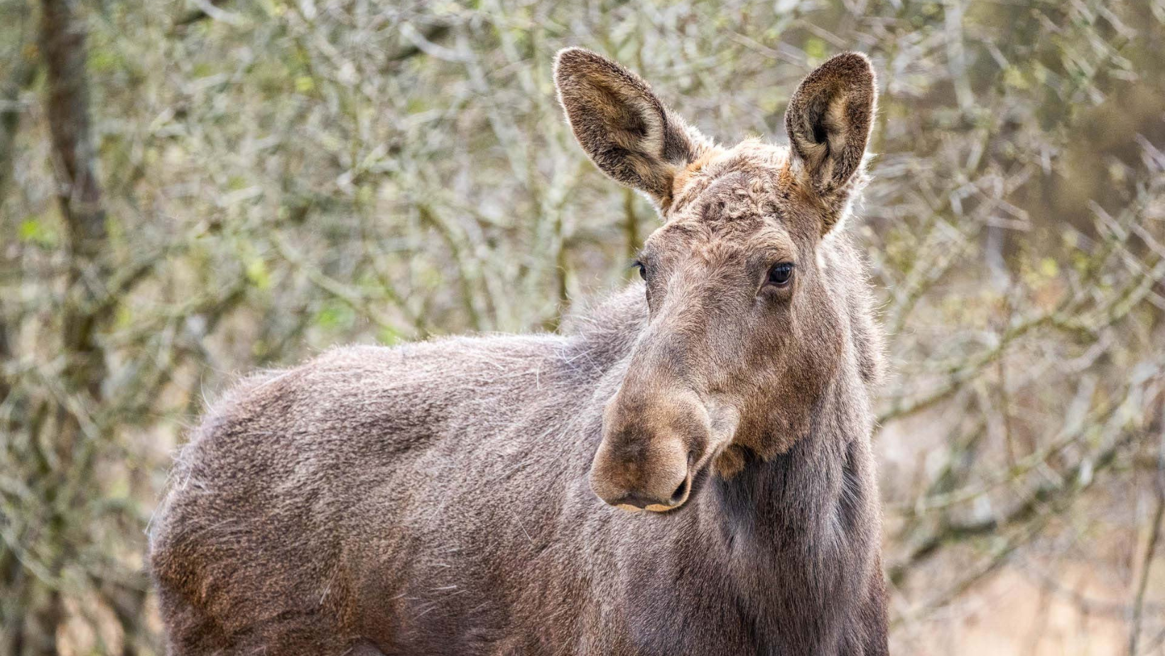 Moment istoric pentru biodiversitatea României: Elanul revine în pădurile administrate de Romsilva