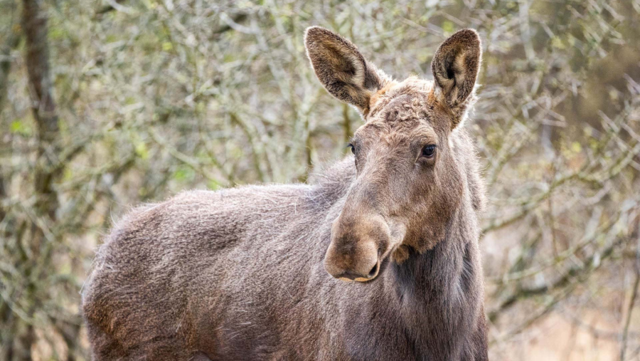 Moment istoric pentru biodiversitatea României: Elanul revine în pădurile administrate de Romsilva