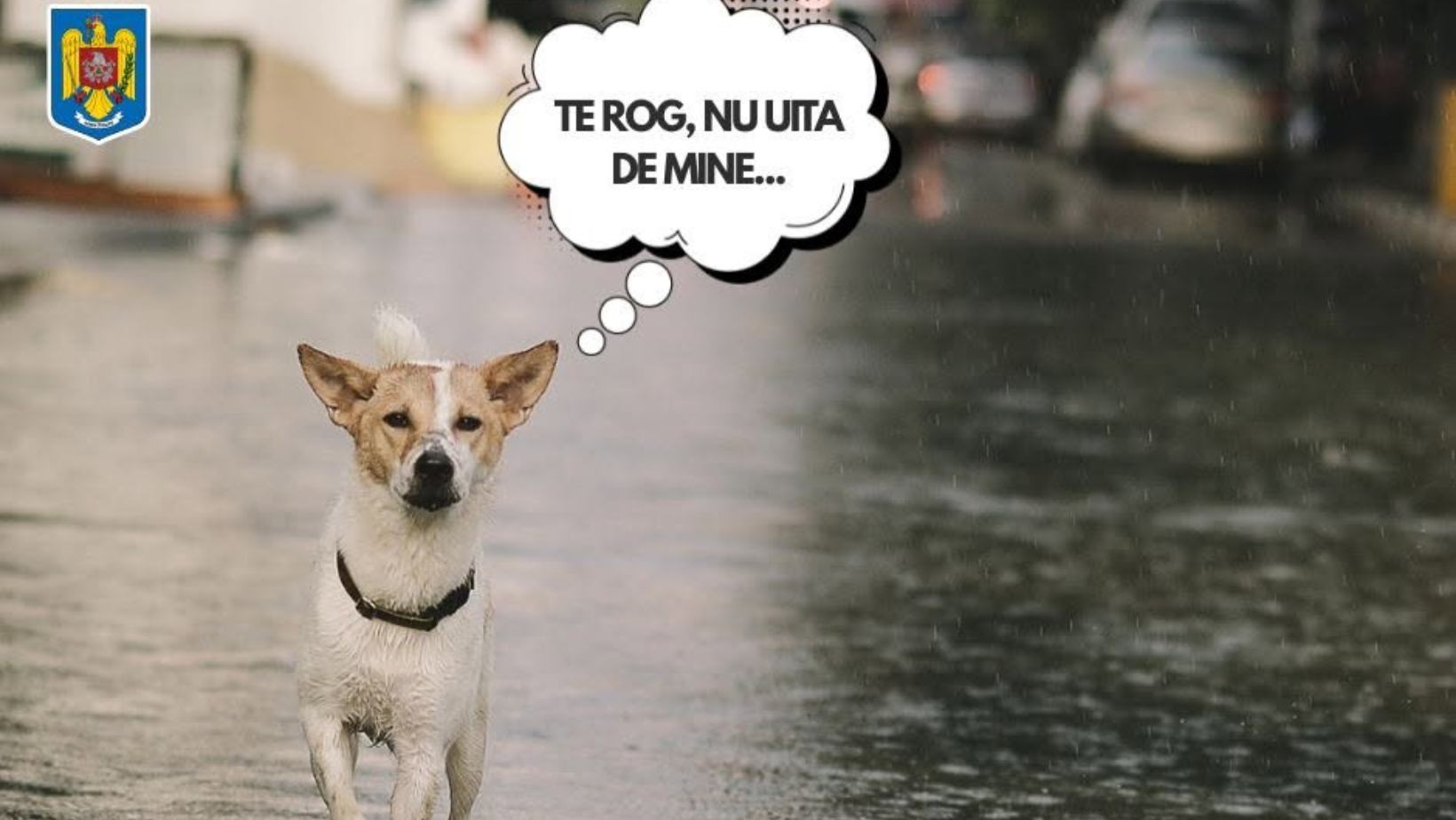 Fiecare viață contează! IGSU: Protejați și animalele din gospodării, în timpul ploilor abundente!