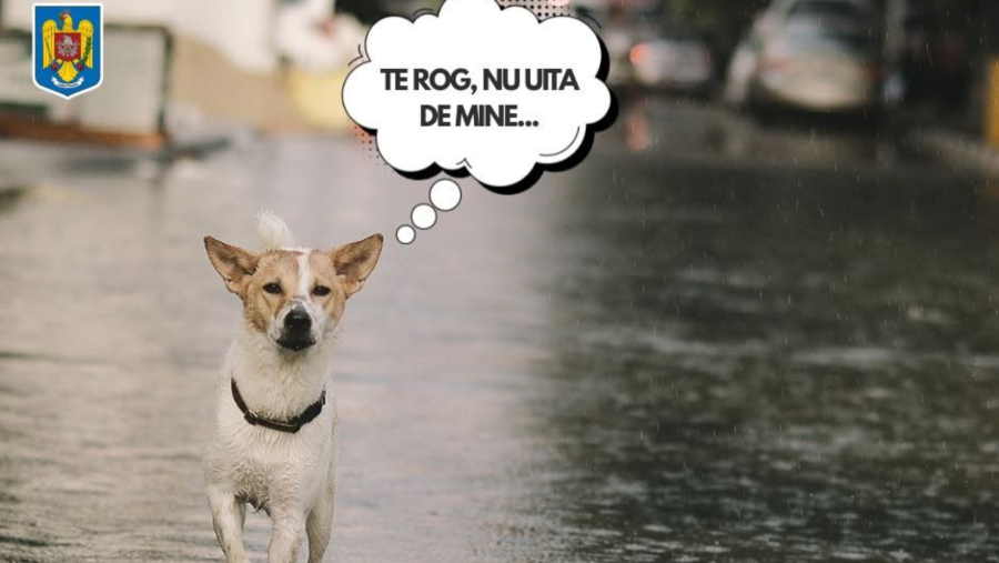 Fiecare viață contează! IGSU: Protejați și animalele din gospodării, în timpul ploilor abundente!