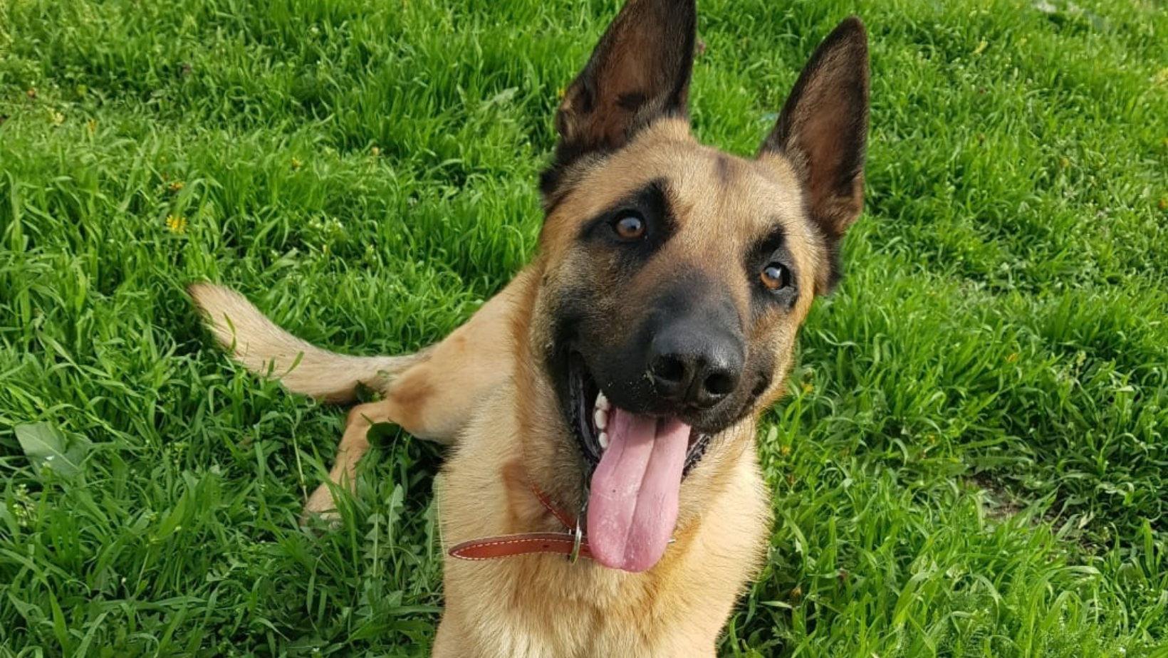 Privește lumea prin ochii lor! Astăzi este Ziua internațională a Animalelor